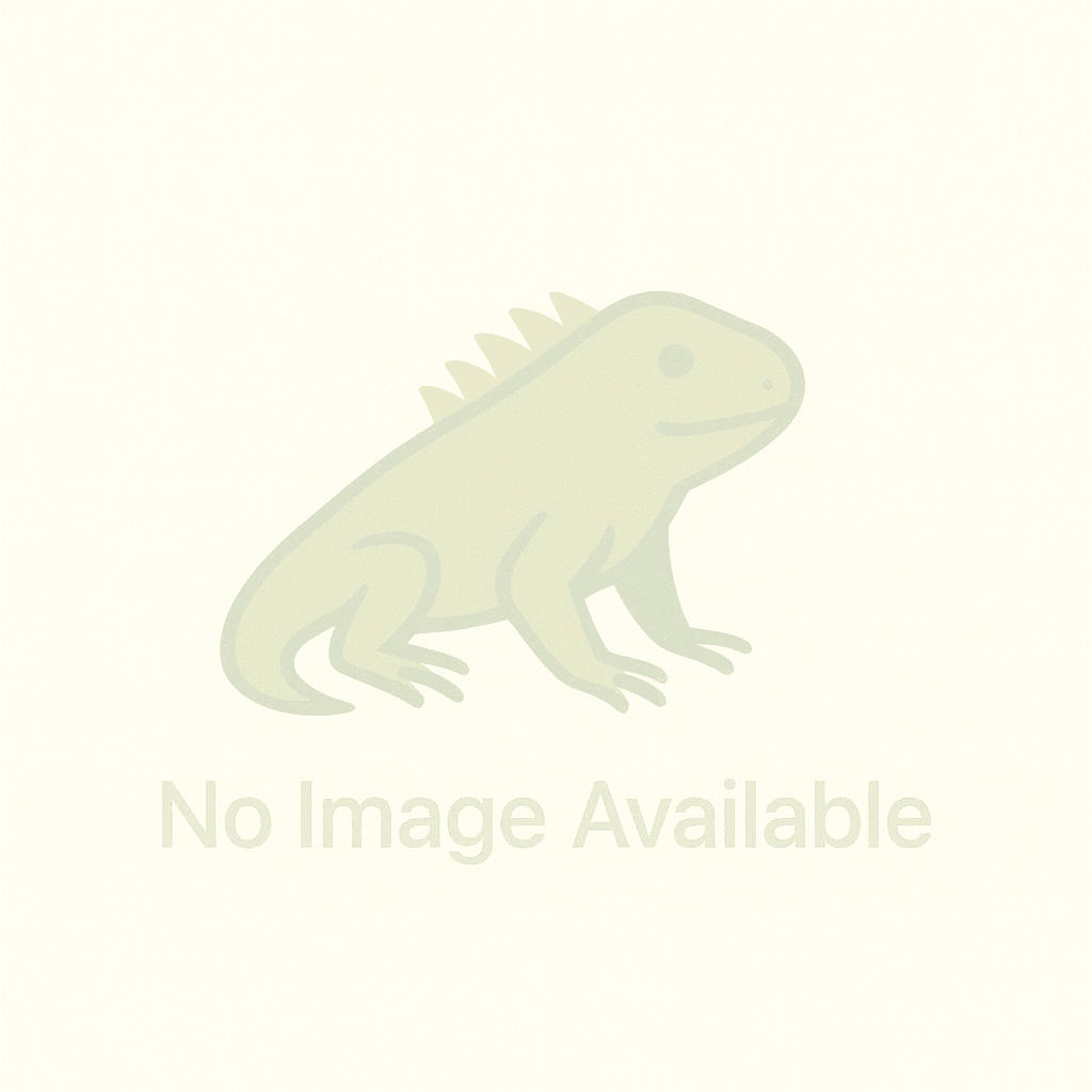 Sopa de Garrobo (Iguana Soup)