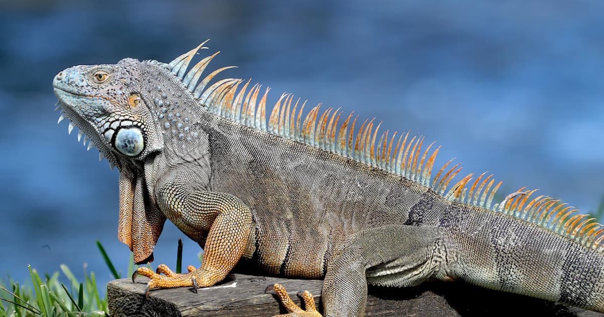 Ultimate Guide to Eating Iguana: Recipes, Safety & Harvesting Tips
