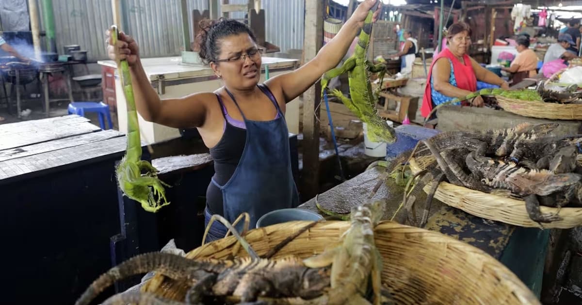 Where to Buy Iguana Meat: A Complete Sourcing Guide